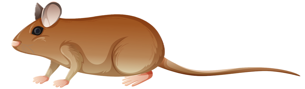 Souris